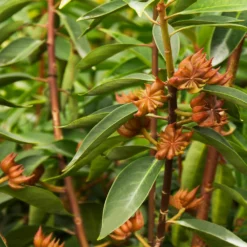 Fast Growing Trees Anise Tree See All Shrubs & Hedges