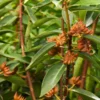 Fast Growing Trees Anise Tree See All Shrubs & Hedges