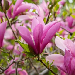 Fast Growing Trees Ann Magnolia