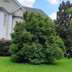 Fast Growing Trees Ann Magnolia