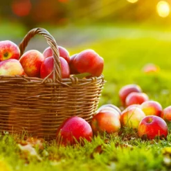 Fast Growing Trees Apple Trees Anna Apple Tree