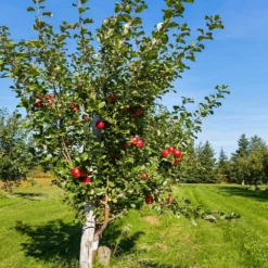Fast Growing Trees Anna Apple Tree