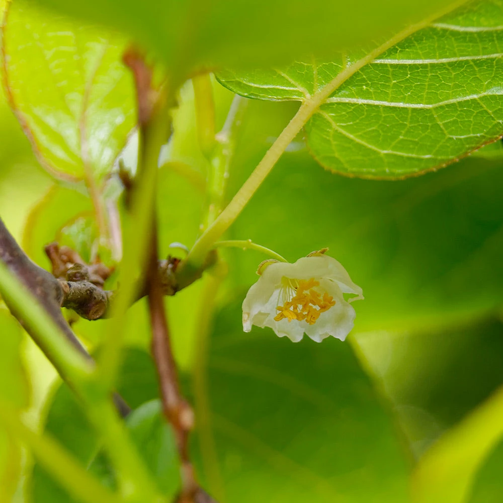 Fast Growing Trees See All Fruit Trees Anna Hardy Kiwi 5 Fast Growing Trees See All Fruit Trees Anna Hardy Kiwi