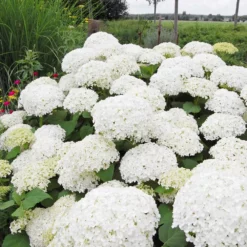 Fast Growing Trees Annabelle Hydrangea Shrub 9 Fast Growing Trees Annabelle Hydrangea Shrub
