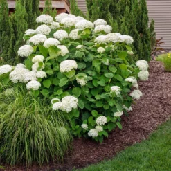 Fast Growing Trees Annabelle Hydrangea Shrub