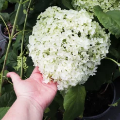 Fast Growing Trees Annabelle Hydrangea Shrub 10 Fast Growing Trees Annabelle Hydrangea Shrub