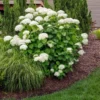 Fast Growing Trees Annabelle Hydrangea Shrub