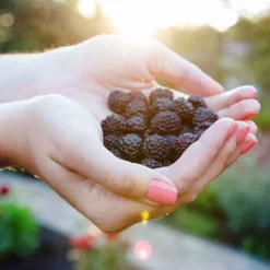 Fast Growing Trees Groundcover & Vines Apache Blackberry