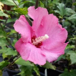 Fast Growing Trees Aphrodite Rose Of Sharon Althea Shrub