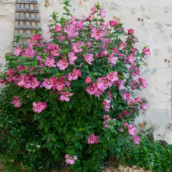 Fast Growing Trees Aphrodite Rose Of Sharon Althea Shrub