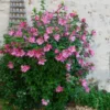 Fast Growing Trees Aphrodite Rose Of Sharon Althea Shrub