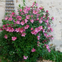 Fast Growing Trees Aphrodite Rose Of Sharon Althea Shrub