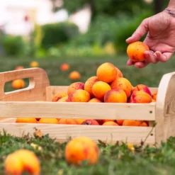 Fast Growing Trees Blenheim Apricot Tree Our Newest Arrivals