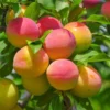 Fast Growing Trees Blenheim Apricot Tree Our Newest Arrivals