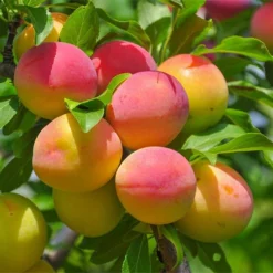 Fast Growing Trees Blenheim Apricot Tree Our Newest Arrivals