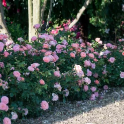 Fast Growing Trees Apricot Drift® Rose See All Shrubs & Hedges