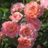 Fast Growing Trees Apricot Drift® Rose See All Shrubs & Hedges 2 Fast Growing Trees Apricot Drift® Rose See All Shrubs & Hedges