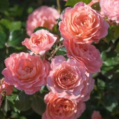 Fast Growing Trees Apricot Drift® Rose See All Shrubs & Hedges