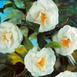 Fast Growing Trees Camellia Shrubs April Snow Camellia