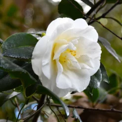 Fast Growing Trees Camellia Shrubs April Snow Camellia