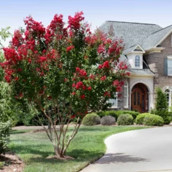 Fast Growing Trees Arapaho Crape Myrtle Crape Myrtles
