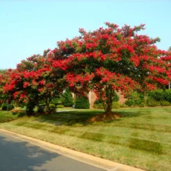 Fast Growing Trees Arapaho Crape Myrtle Crape Myrtles
