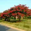 Fast Growing Trees Arapaho Crape Myrtle Crape Myrtles