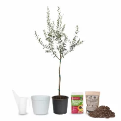 Fast Growing Trees Full Landscape Kits For Any Climate Arbequina Olive Starter Kit