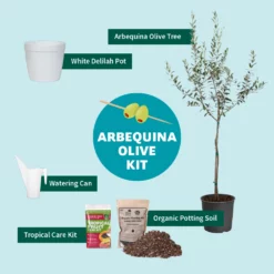 Fast Growing Trees Full Landscape Kits For Any Climate Arbequina Olive Starter Kit