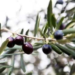 Fast Growing Trees Arbequina Olive Tree - USDA Organic