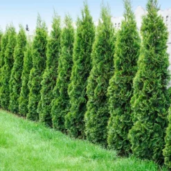 Fast Growing Trees Degroot's Spire Thuja Arborvitae Tree