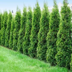 Fast Growing Trees Degroot's Spire Thuja Arborvitae Tree