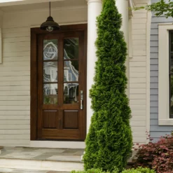 Fast Growing Trees Degroot's Spire Thuja Arborvitae Tree 10 Fast Growing Trees Degroot's Spire Thuja Arborvitae Tree