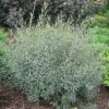 Fast Growing Trees See All Shrubs & Hedges Arctic Blue Willow