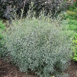 Fast Growing Trees See All Shrubs & Hedges Arctic Blue Willow