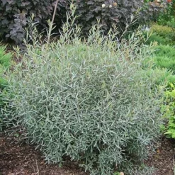 Fast Growing Trees See All Shrubs & Hedges Arctic Blue Willow