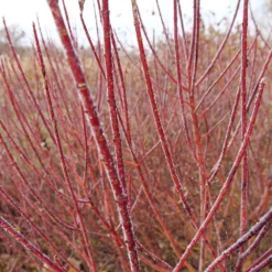 Fast Growing Trees Dogwood Trees Arctic Fire Red Twig Dogwood