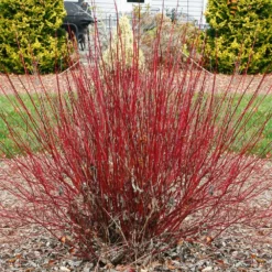 Fast Growing Trees Dogwood Trees Arctic Fire Red Twig Dogwood