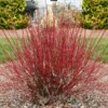 Fast Growing Trees Dogwood Trees Arctic Fire Red Twig Dogwood 1 Fast Growing Trees Dogwood Trees Arctic Fire Red Twig Dogwood