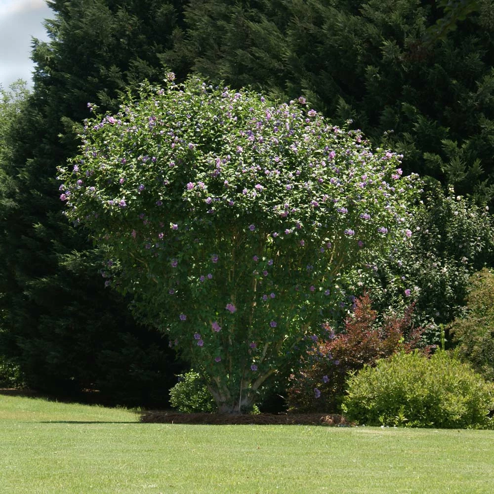 Fast Growing Trees Ardens Rose Of Sharon Althea Shrub 6 Fast Growing Trees Ardens Rose Of Sharon Althea Shrub