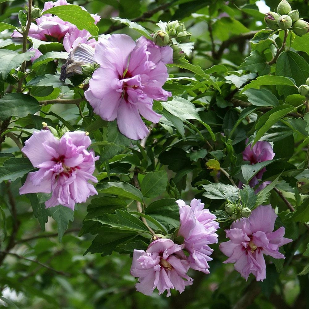 Fast Growing Trees Ardens Rose Of Sharon Althea Shrub 4 Fast Growing Trees Ardens Rose Of Sharon Althea Shrub