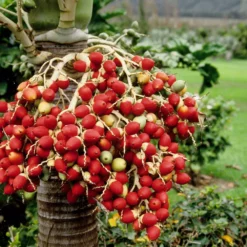 Fast Growing Trees Areca Palm Tree