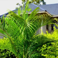 Fast Growing Trees Areca Palm Tree