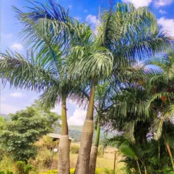 Fast Growing Trees Areca Palm Tree