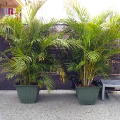 Fast Growing Trees Areca Palm Tree