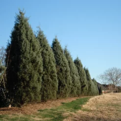 Fast Growing Trees Drought-Tolerant Evergreen Tree