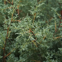 Fast Growing Trees Drought-Tolerant Evergreen Tree