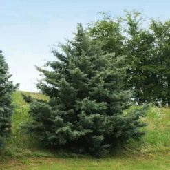 Fast Growing Trees Drought-Tolerant Evergreen Tree