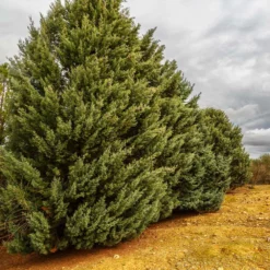 Fast Growing Trees Drought-Tolerant Evergreen Tree
