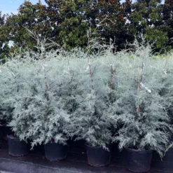 Fast Growing Trees Drought-Tolerant Evergreen Tree